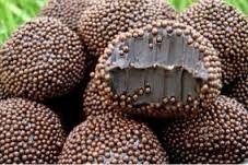 O tradicional e querido brigadeiro