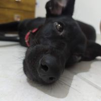Quem de vocês amaria ganhar um bicho de estimação? - 1