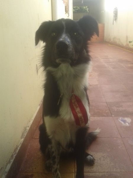 Pets no casamento. - 1