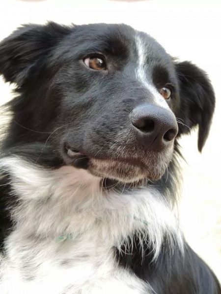 Meu cão vai estar na cerimônia rs - 1