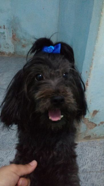 Pré wedding com o pet - 1