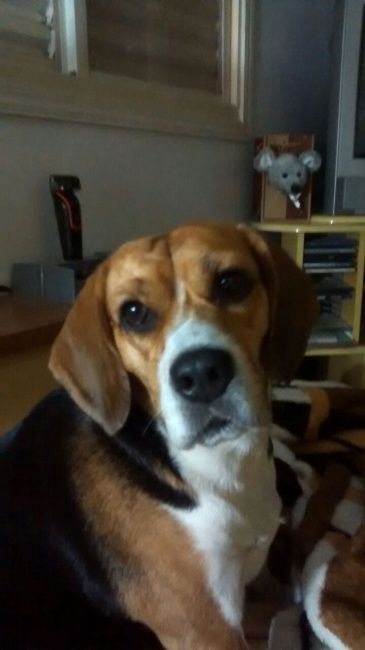 Meu filho de quatro patas vai anunciar minha entrada... - 1