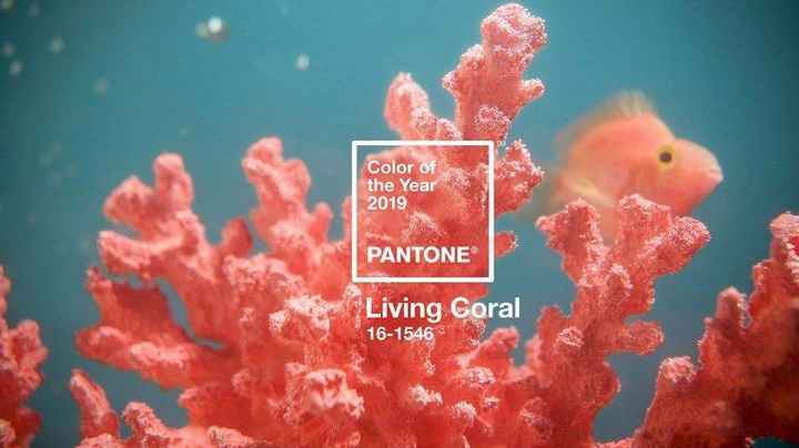 Living Coral - Pantone 2019