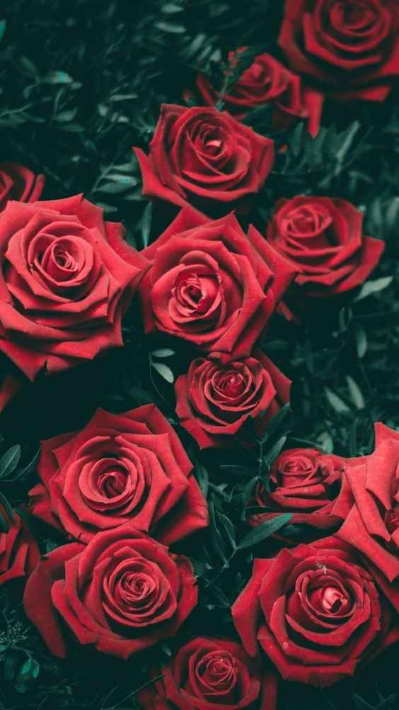 Rosas