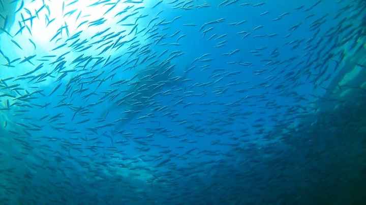 Euzinha entre o cardume de sardinhas