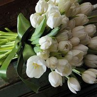 Tulipas brancas... linda mesmo