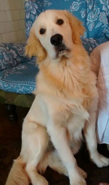 Cachorro na cerimônia - 1