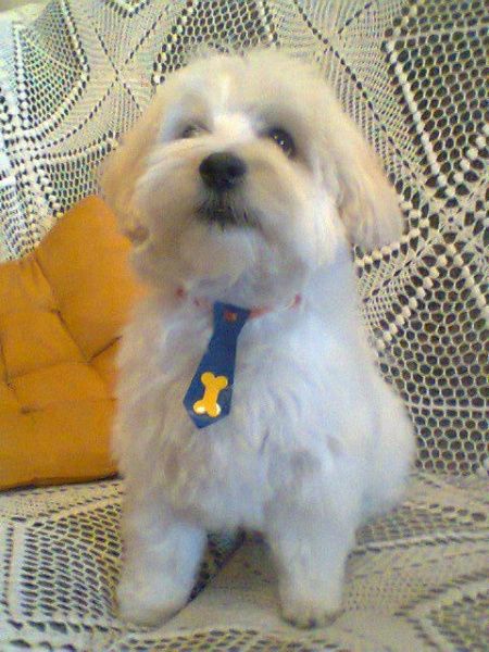 Meu filho de quatro patas vai anunciar minha entrada... - 1