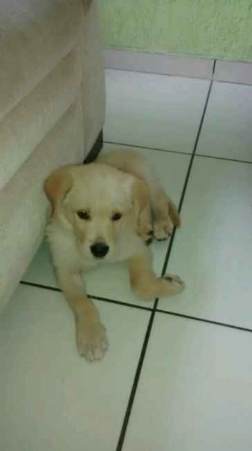 Meu cão vai estar na cerimônia rs - 1