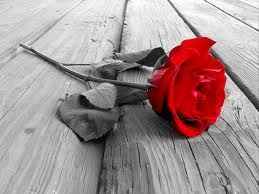 Uma Rosa