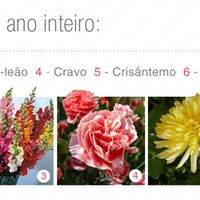 flores