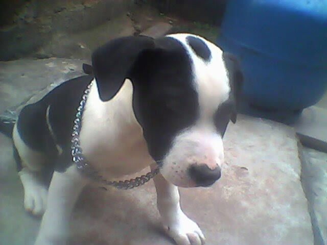 A Nala