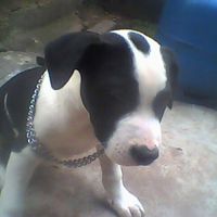 A Nala
