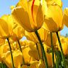 Renata