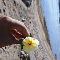#noivamusa - 1
