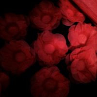 Forminhas de docinhos - 2