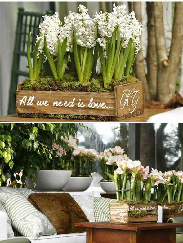 Plantas