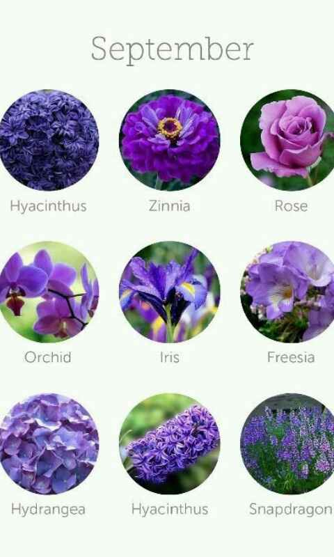 Dicas de decoração (flores) - 8