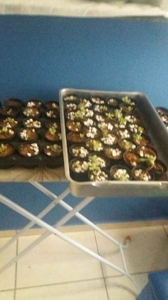 Suculentas - lembrancinha e reprodução - 1