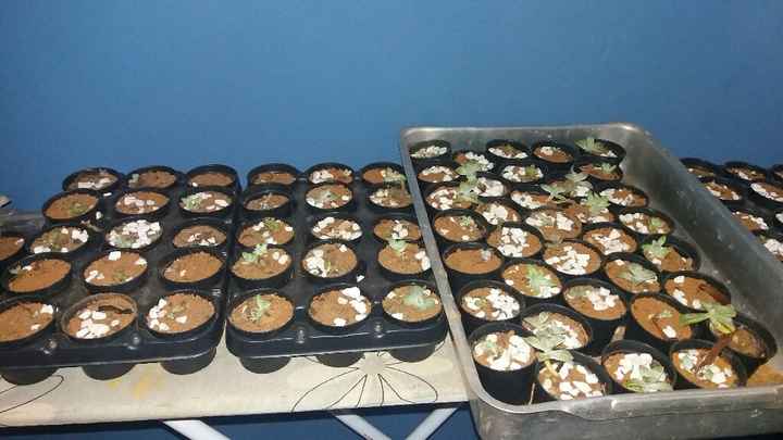 Suculentas - lembrancinha e reprodução - 2