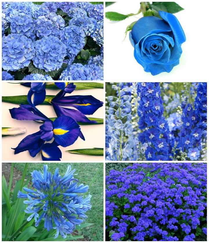 Opções de flores em azul