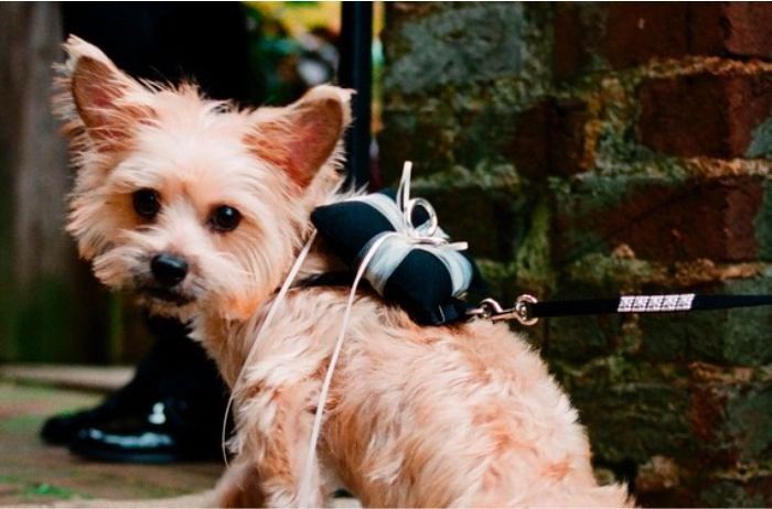 Cachorro levando as alianças