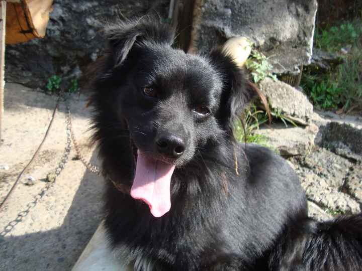 Shenom