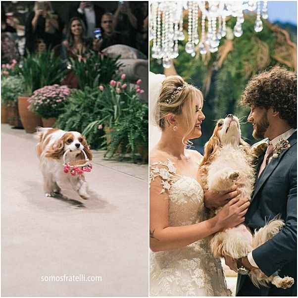 Dogs no casamento - 1