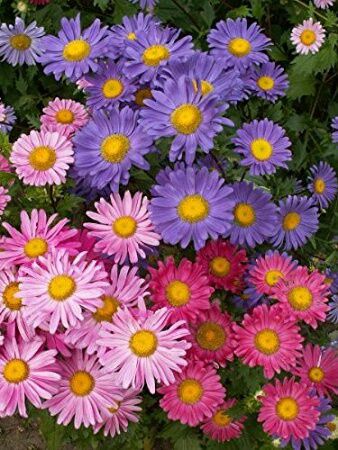 Flores de Dezembro 2