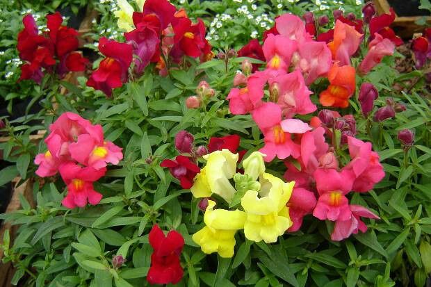 Flores de Dezembro 3