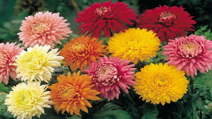 Flores de Dezembro 6