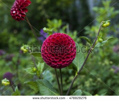 Flores de Dezembro 7