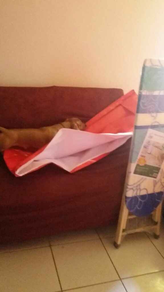 Ele ta adorando com a chegadas dos presentes - 1