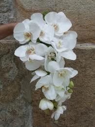 BUQUE ORQUIDEA