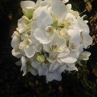  Buquê de orquídeas  #noivadiva - 1