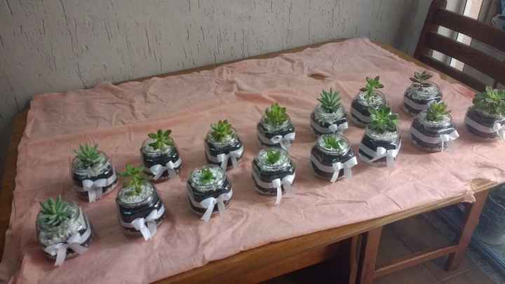 Algumas suculentas prontas
