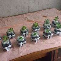 Algumas suculentas prontas