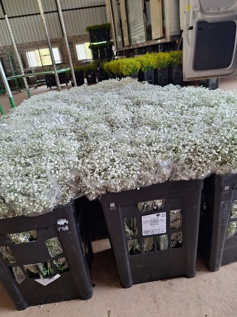 Flores para festa e eventos direto do produtor rural! 1