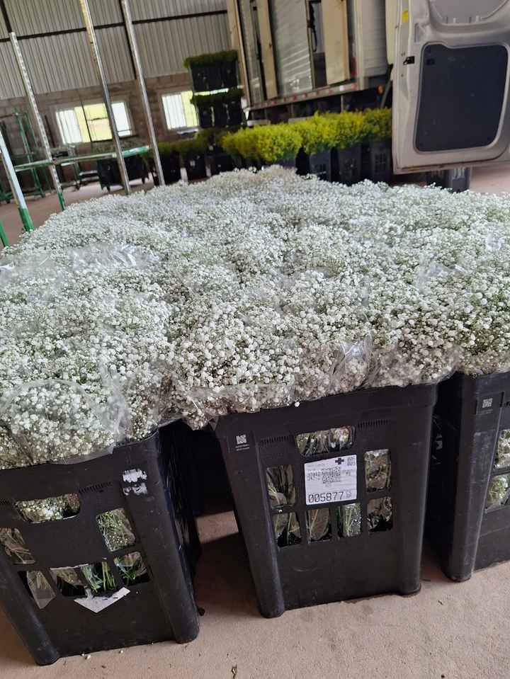 Flores para festa e eventos direto do produtor rural! - 1