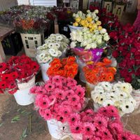 Flores para festa e eventos direto do produtor rural! - 2