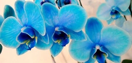 azul,...