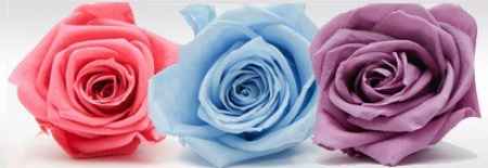 Flores preservadas