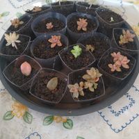 Lembrancinhas de Suculentas! - Diário do Crescimento dos Brotinhos - 1