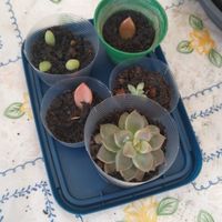Lembrancinhas de Suculentas! - Diário do Crescimento dos Brotinhos - 2