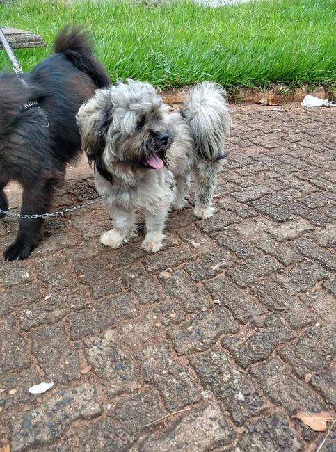 Pets💓no ensaio de casamento - 2