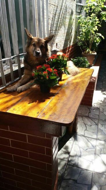  Quem não levou o pet pra casa nova? - 2