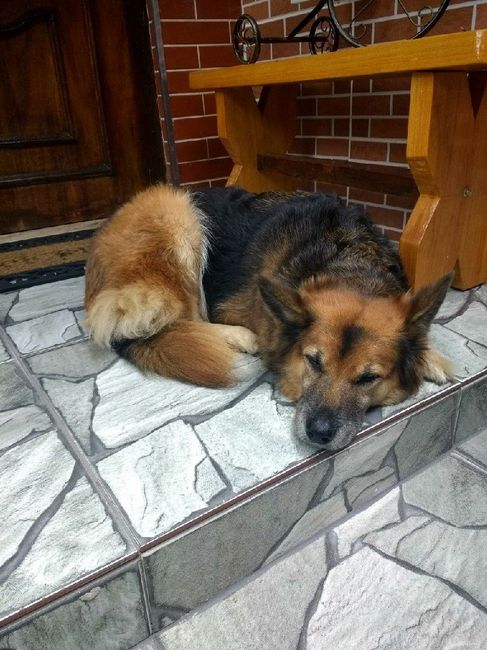  Quem não levou o pet pra casa nova? - 3