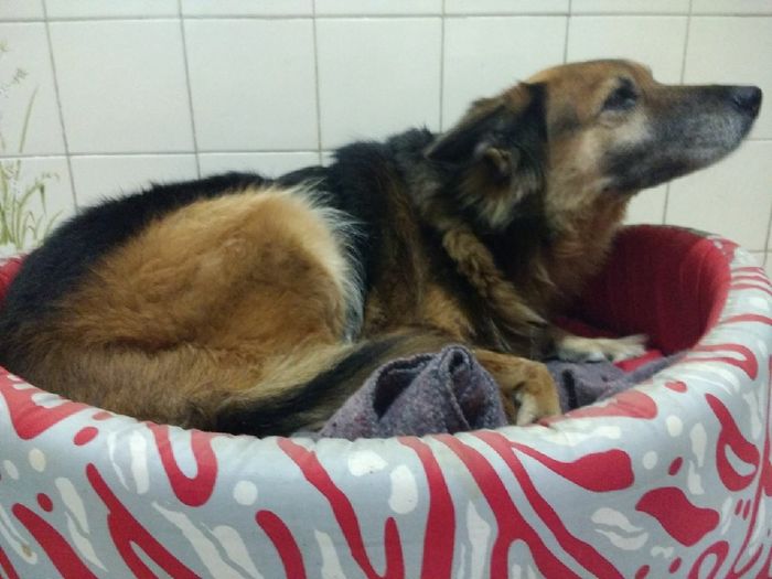  Quem não levou o pet pra casa nova? - 5