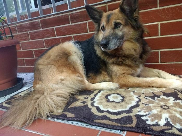  Quem não levou o pet pra casa nova? - 7