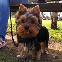 Ter um bichinho de estimação! - 2